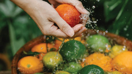 The Power of Ganoderma